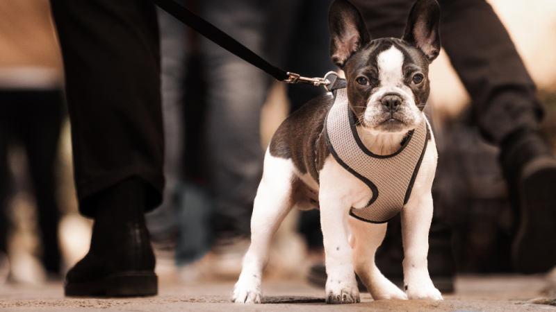 Sans titre (1000 x 800 px)(3)